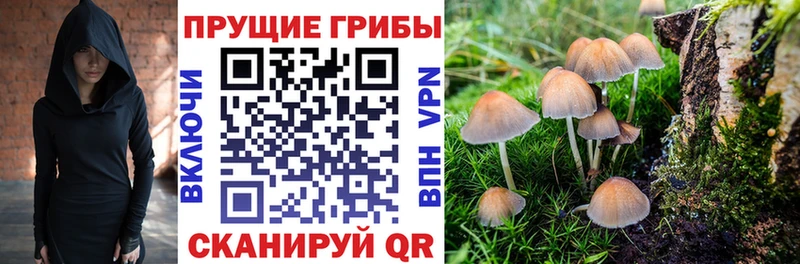 Галлюциногенные грибы Psilocybe  Белгород 